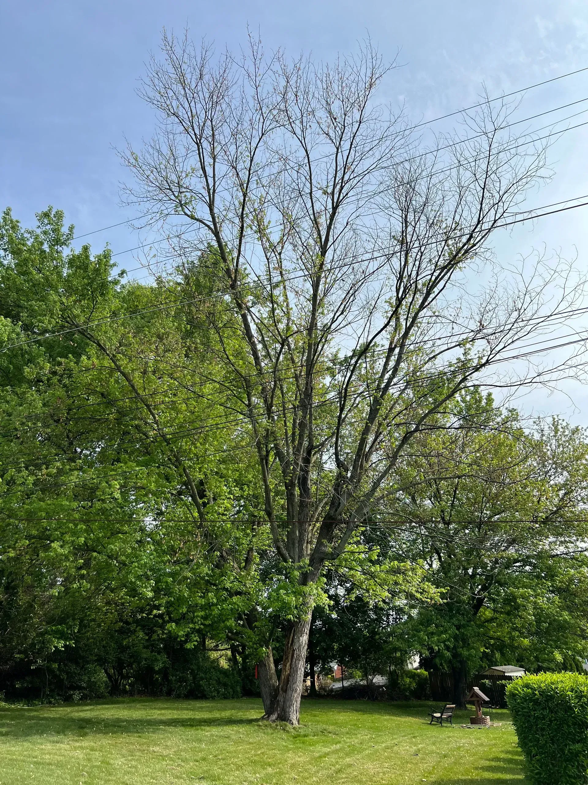 Tall tree with sparse leaves, stands in a grassy yard under a blue sky.