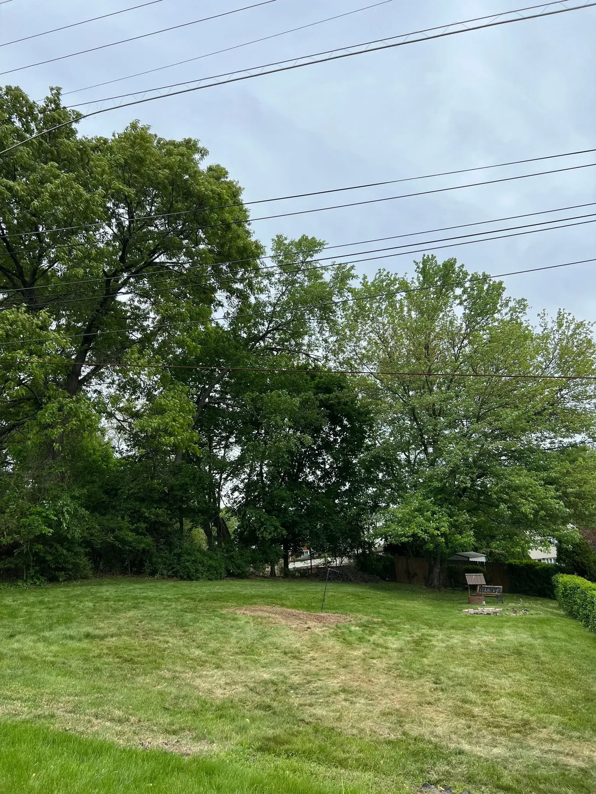 Green trees and grass under cloudy sky with power lines.