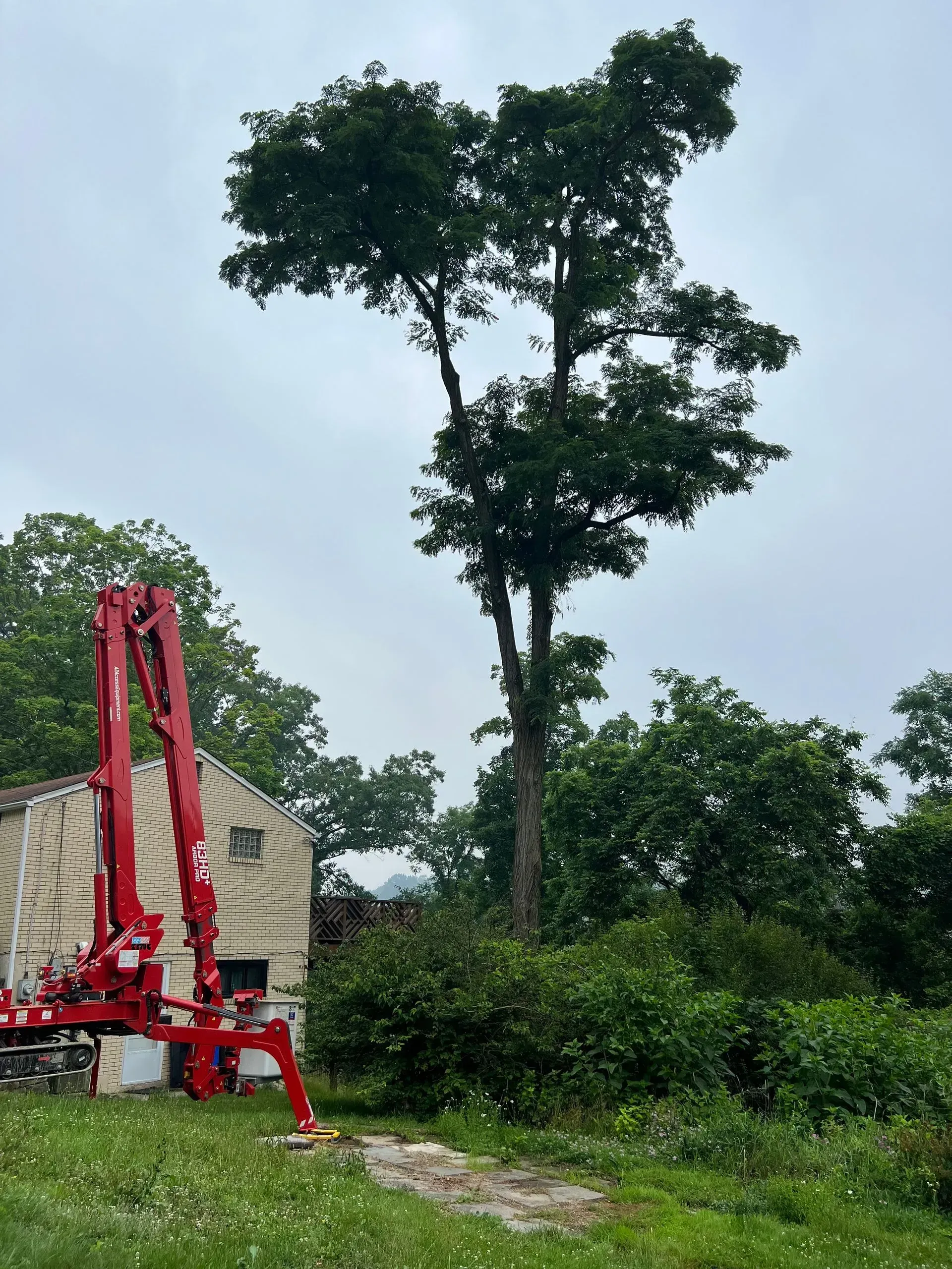 A tall tree next to a red crane on a cloudy day; a building in the background, green foliage.