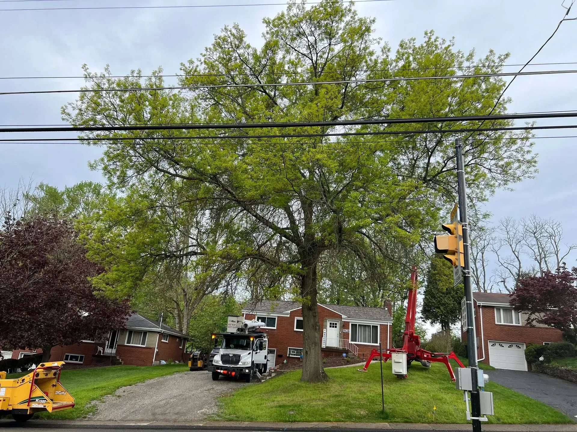 A large tree overhanging houses; a truck and red lift are parked on the lawn.