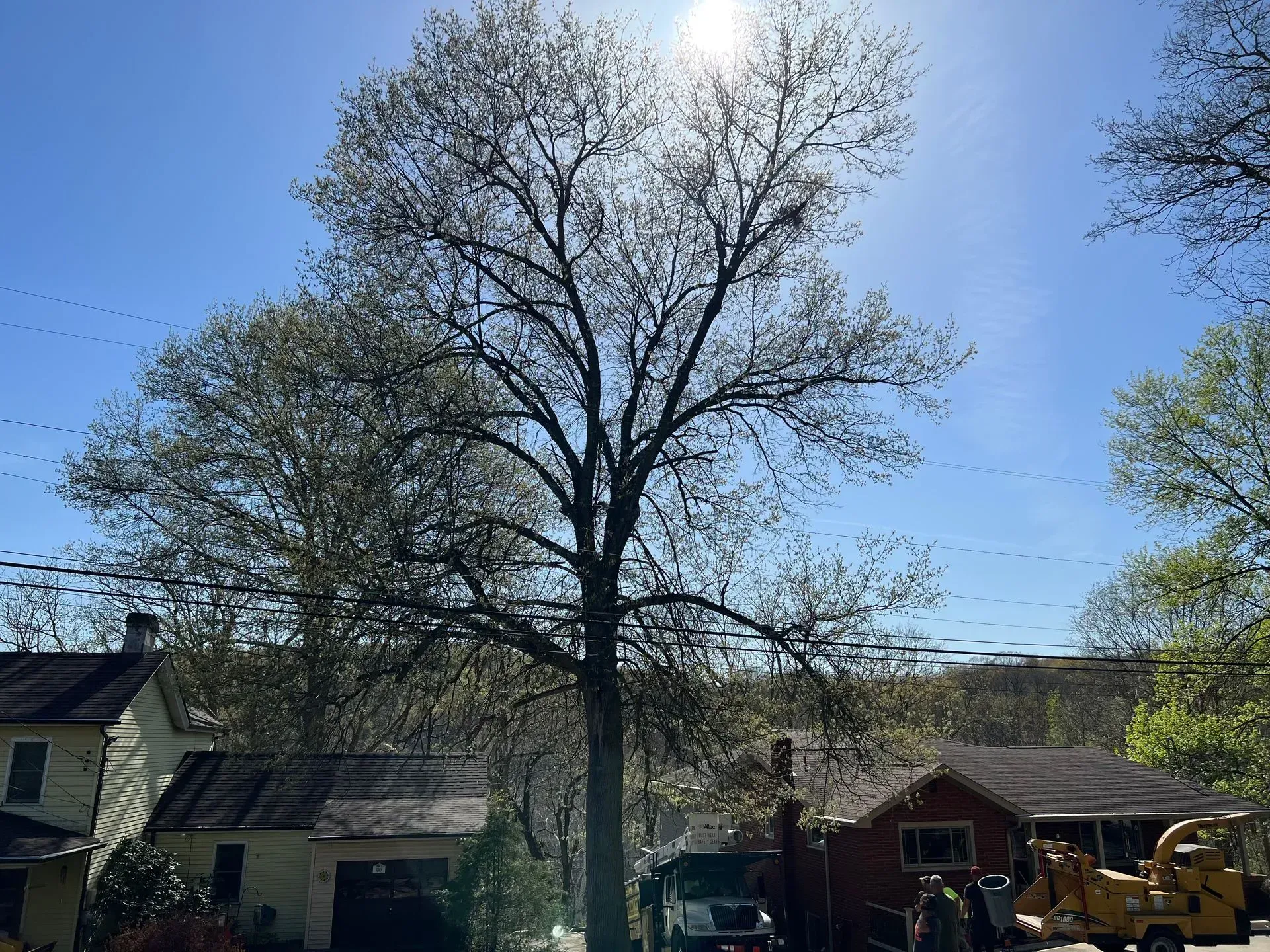 Large tree with small leaves in sunlight, near houses and vehicles on a sunny day.
