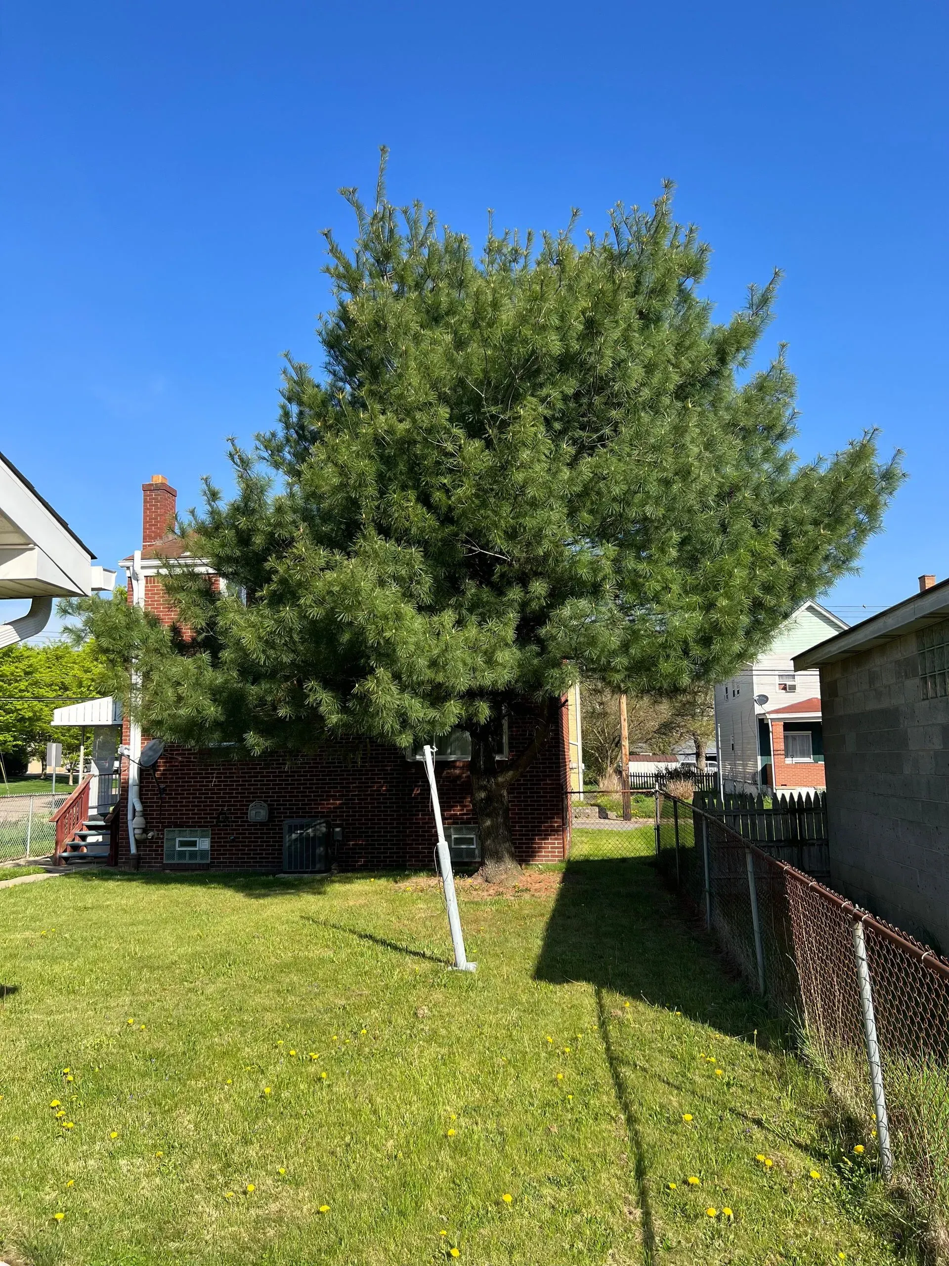 Green tree dominates the backyard of a house with a brick chimney and green grass under a blue sky.
