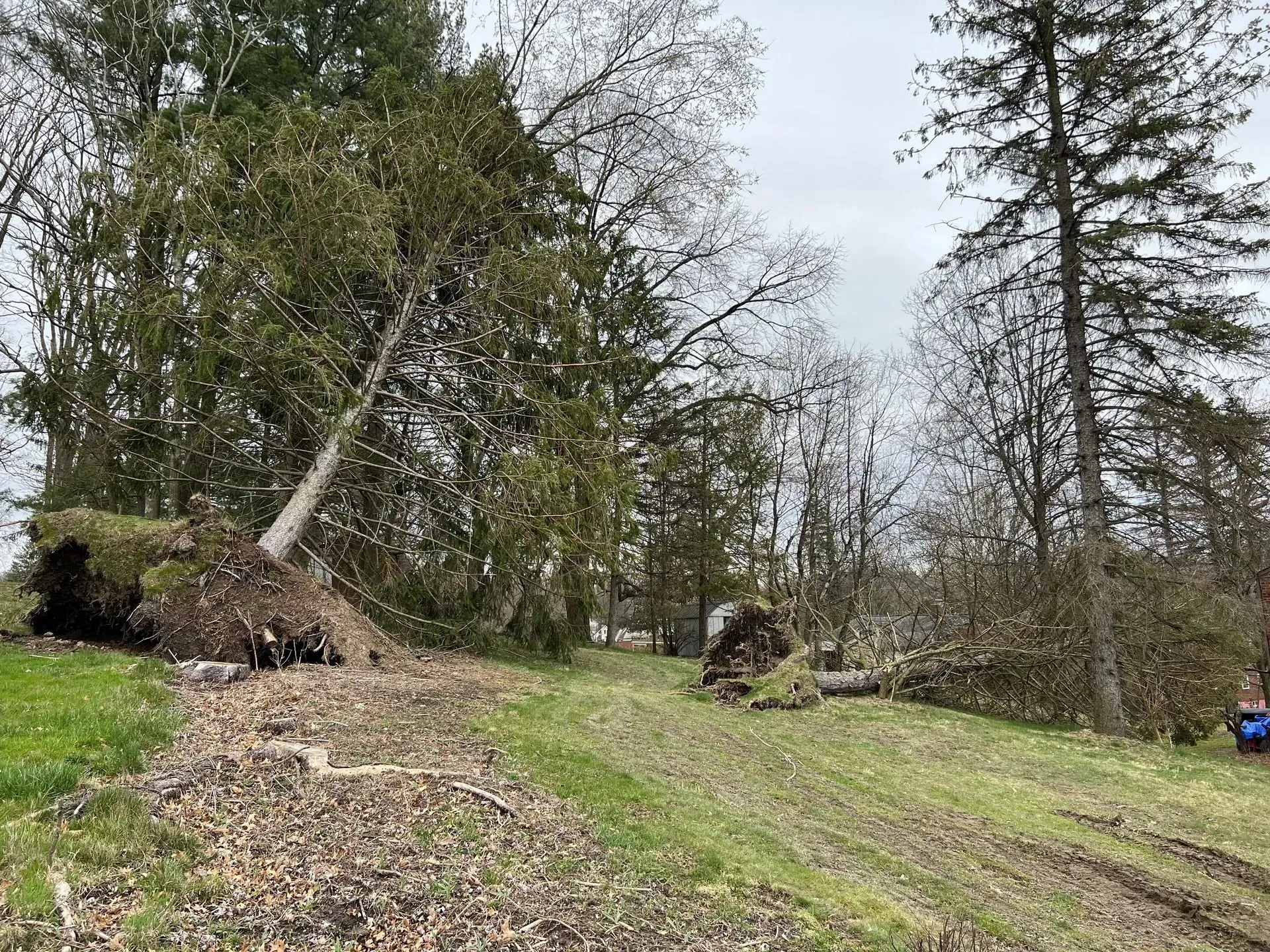 Fallen trees lie on a grassy slope. Overcast day.