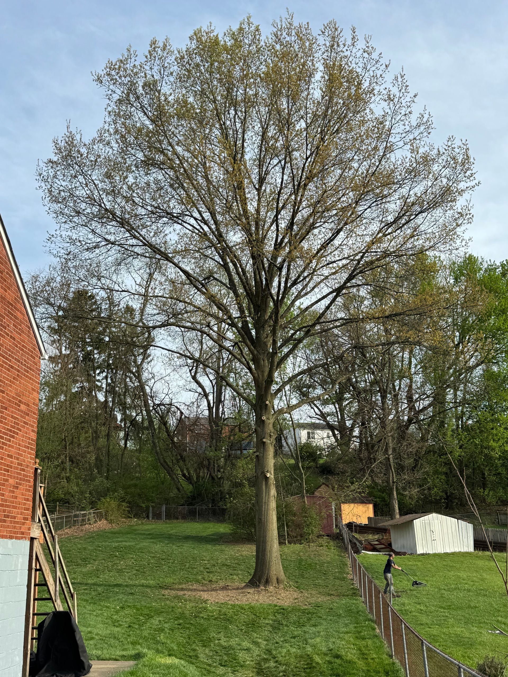Large tree in a grassy backyard beside a brick house, with a fence and small structures in the background