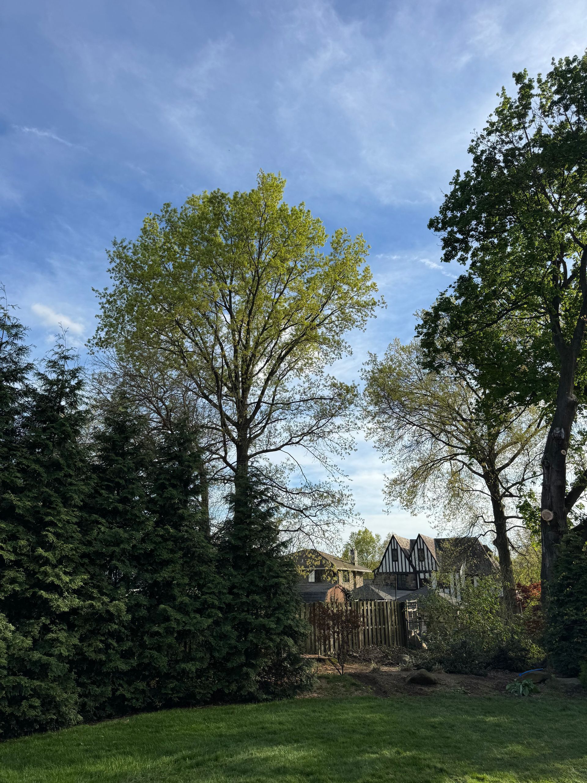 Sunny garden with tall trees, a grassy lawn, and a house partially visible in the background