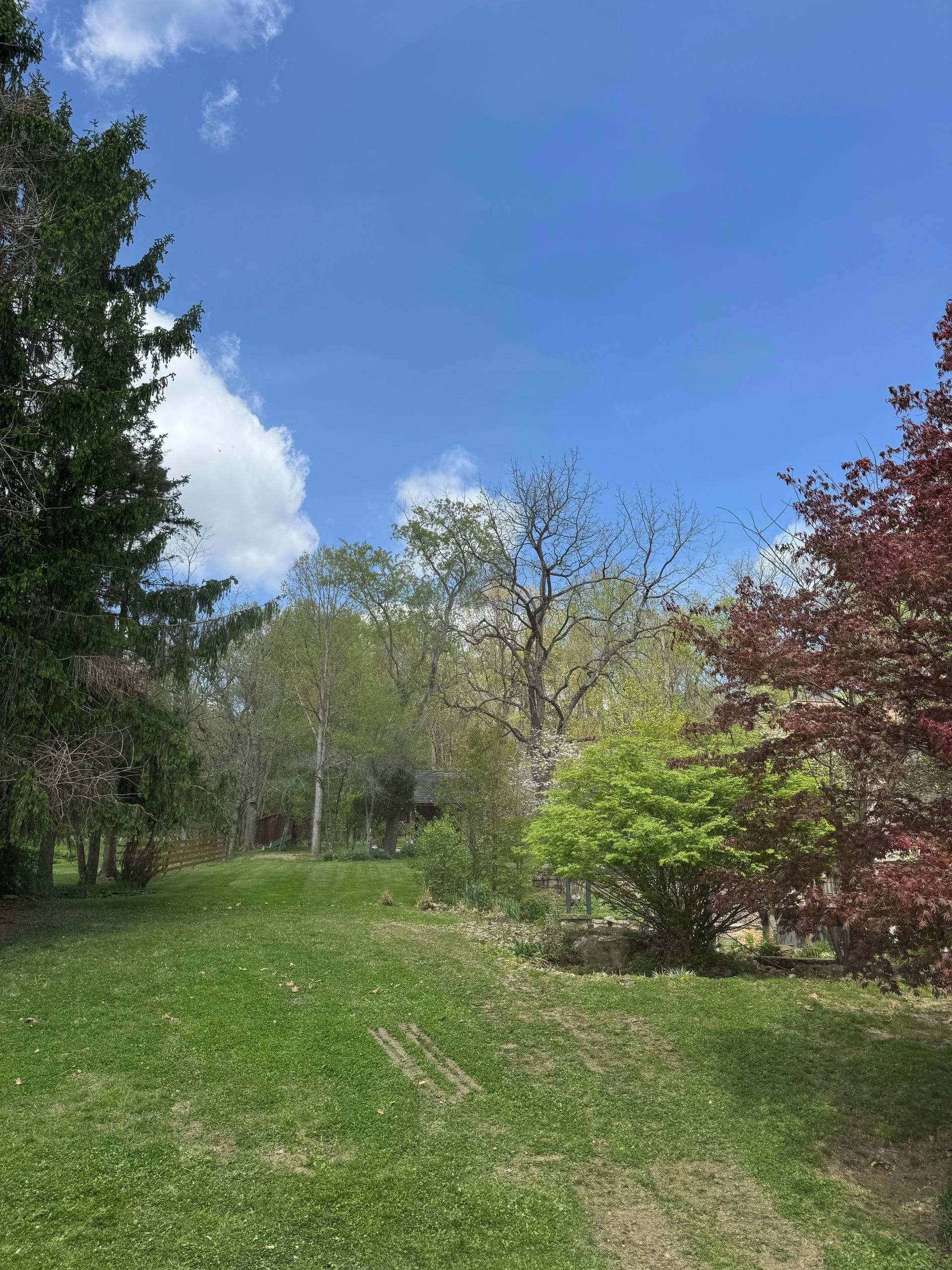 Grassy park with trees and spring foliage under a blue sky