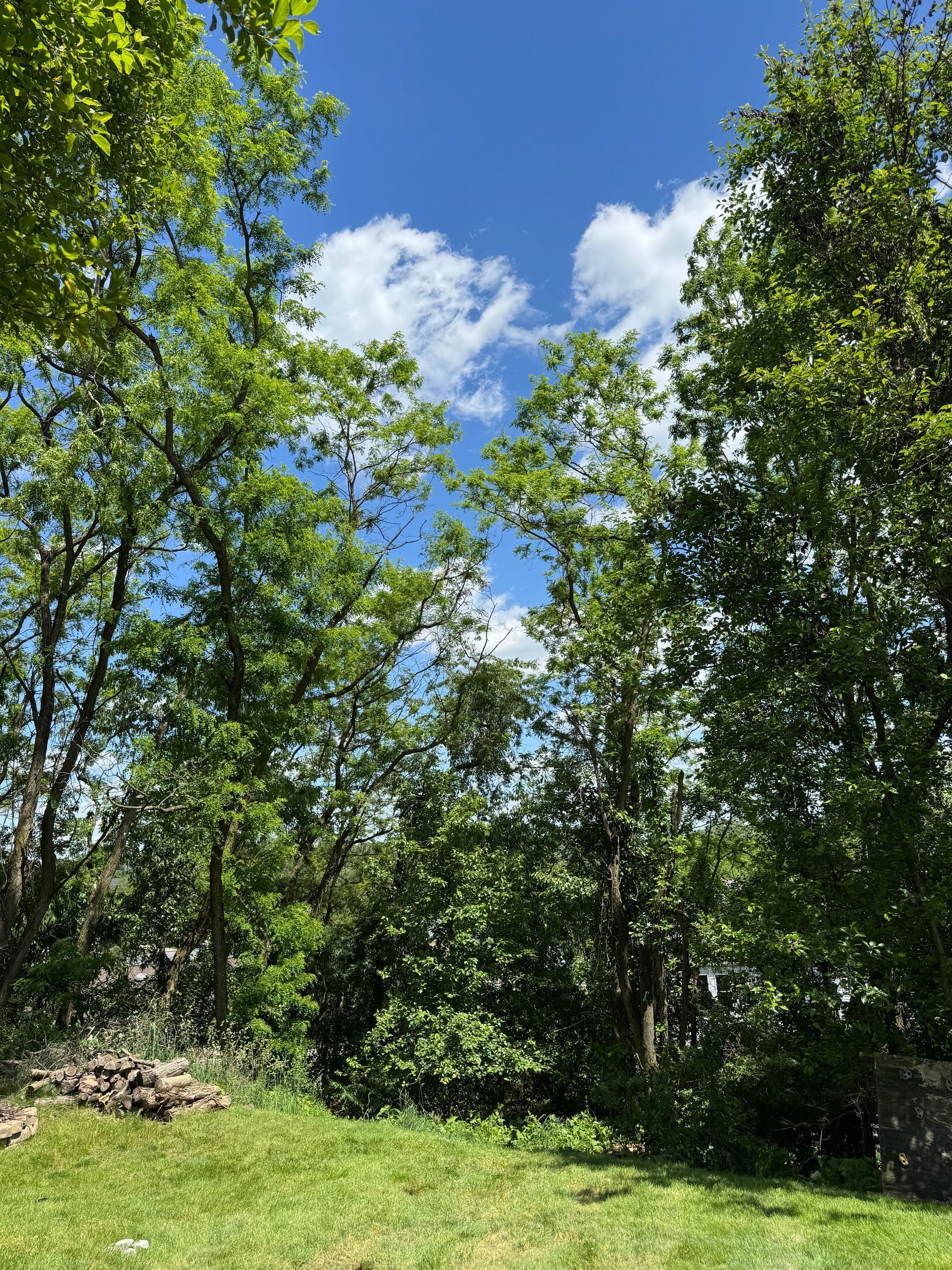 Green forest clearing under a bright blue sky with fluffy white clouds