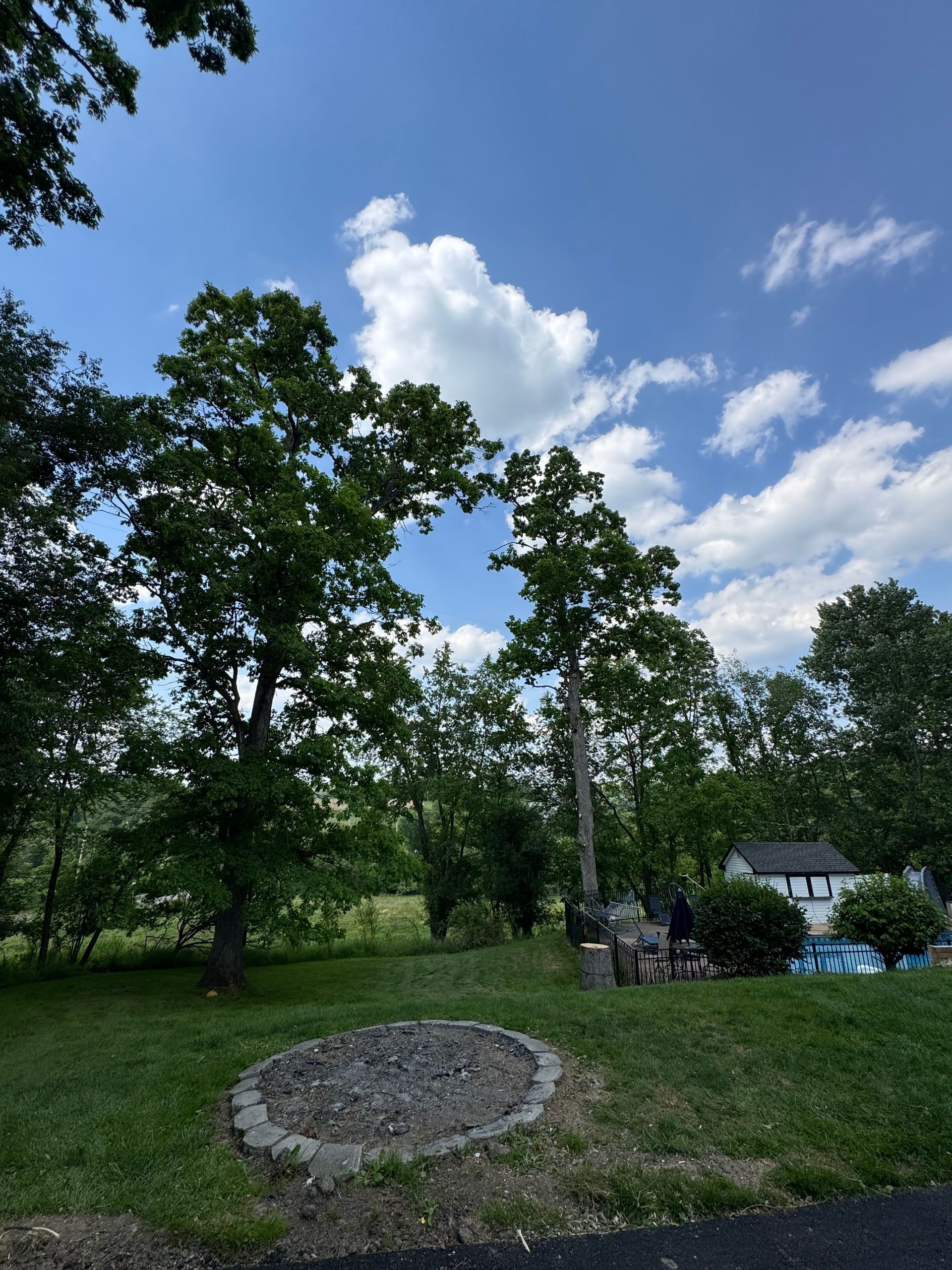 Sunny woodland clearing with green trees, grass, and a blue sky with clouds