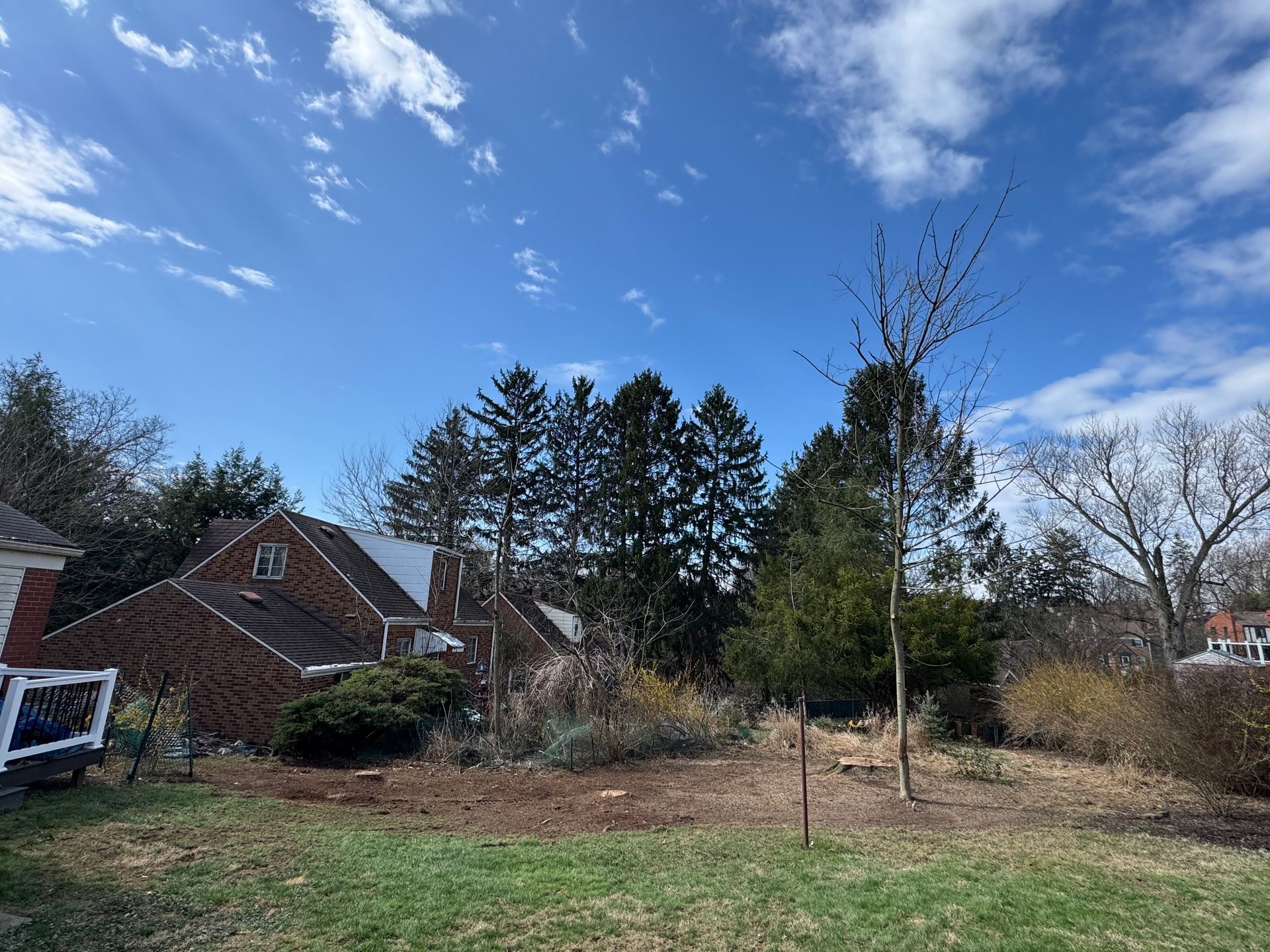 Backyard with dry grass, bare tree, shrubs, and houses under a blue sky with clouds