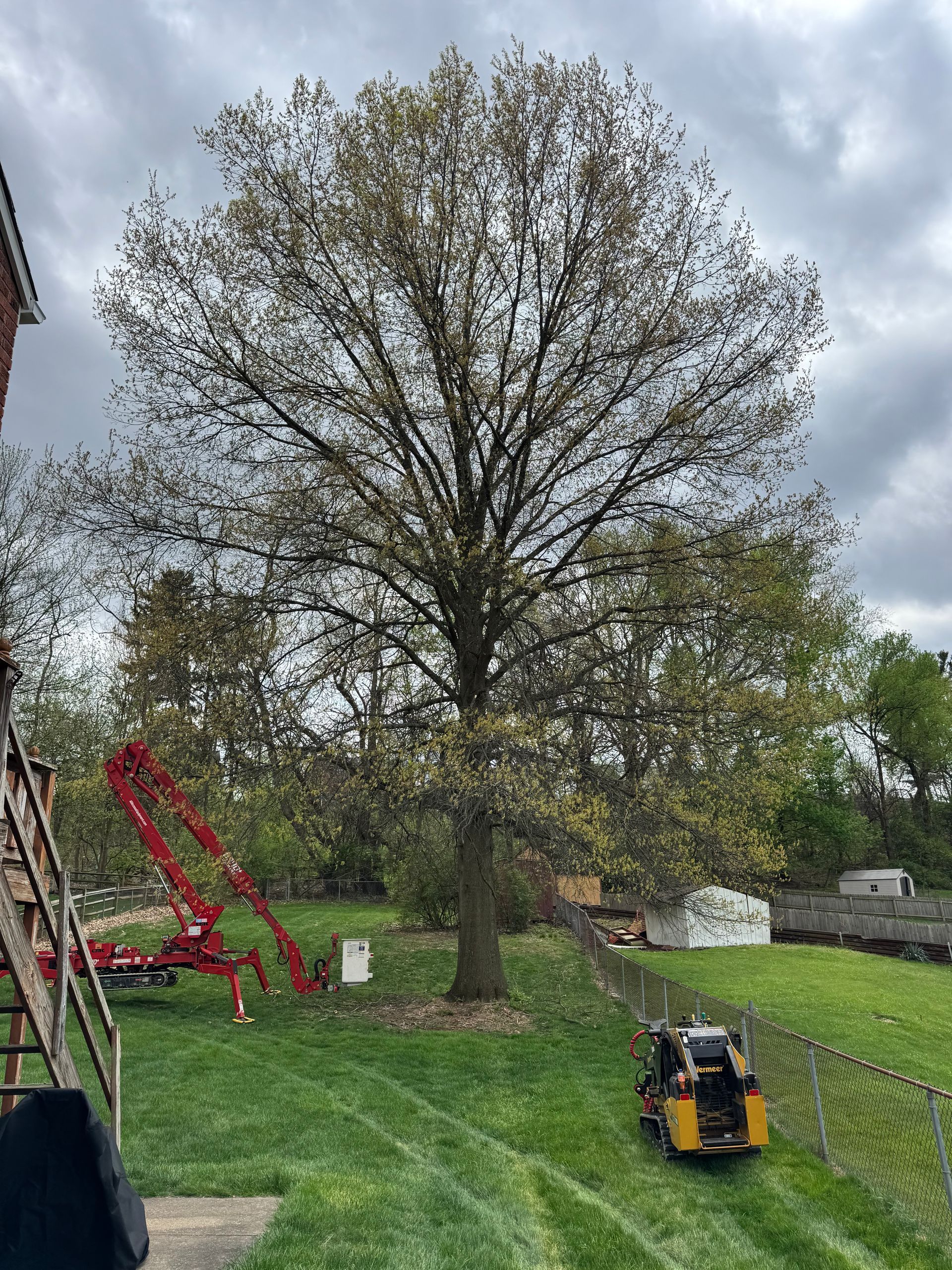 Large tree in a grassy yard beside farm equipment under a cloudy sky