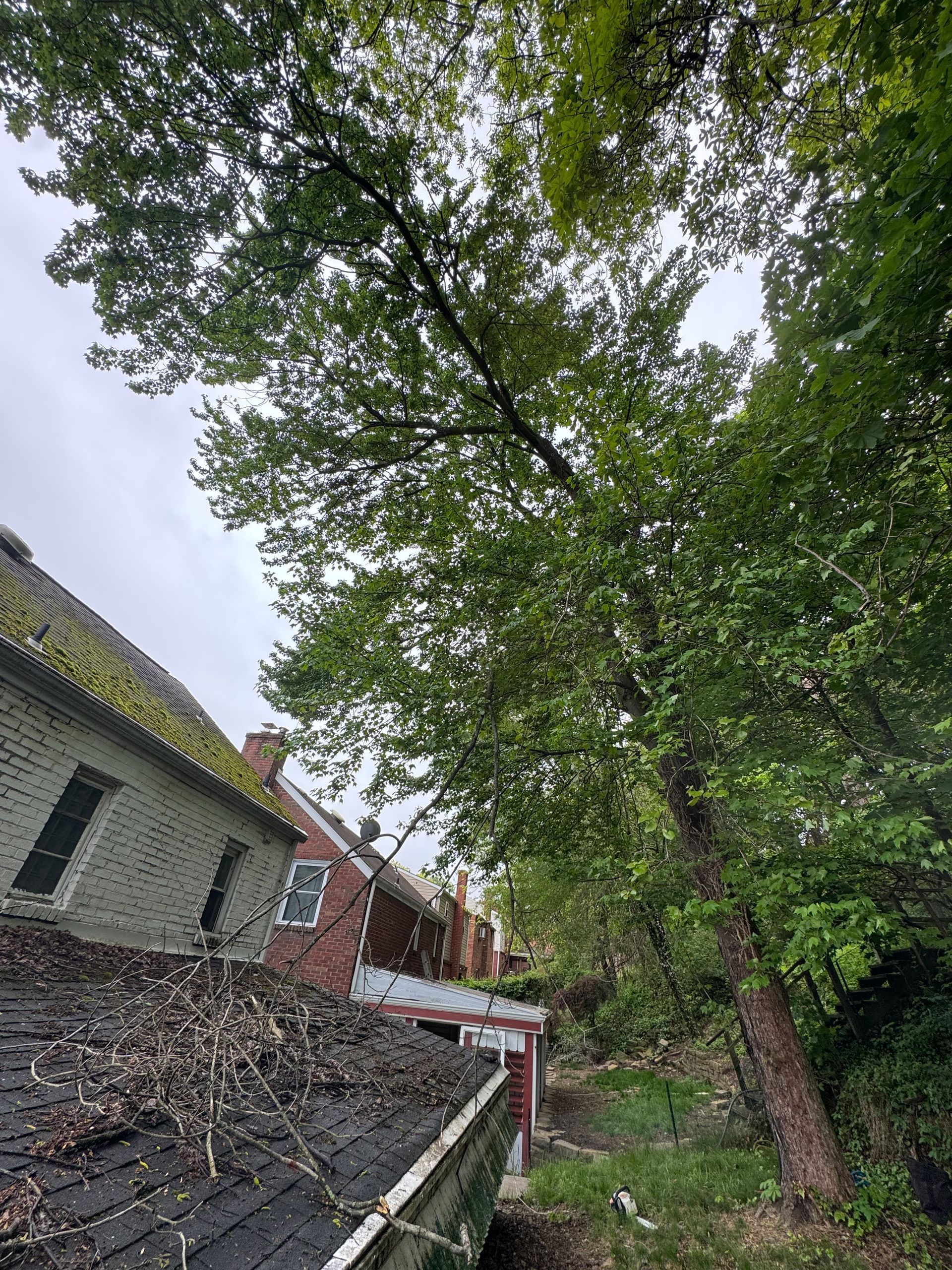 Tilted view of a leafy tree beside houses and a brick wall under an overcast sky