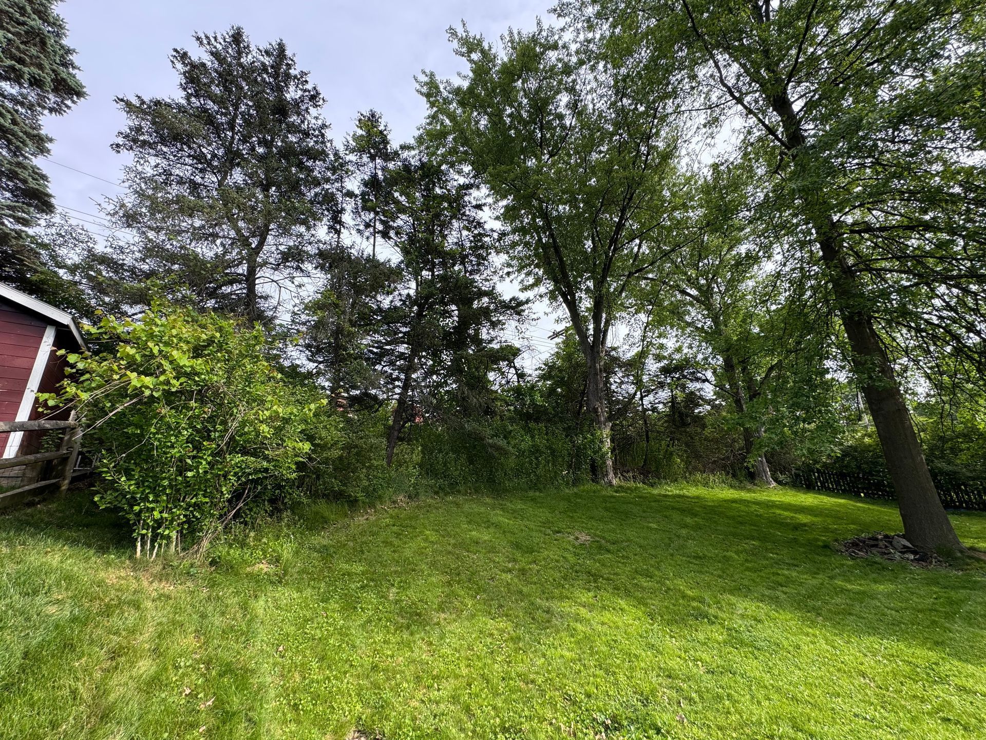 Grassy backyard with tall trees and a red house edge on the left under a cloudy sky
