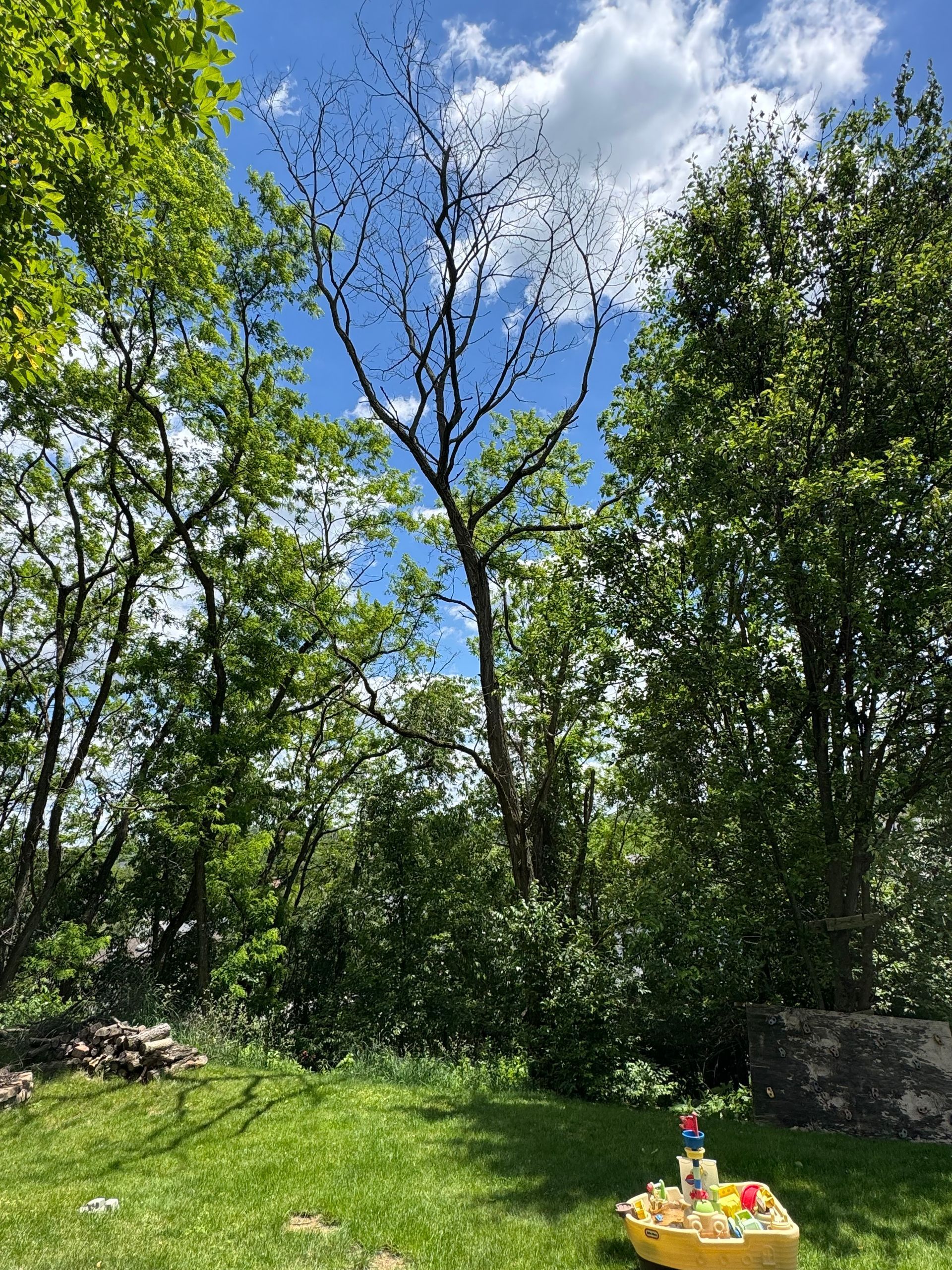 Sunny backyard with green trees, blue sky, and a small toy setup on the grass