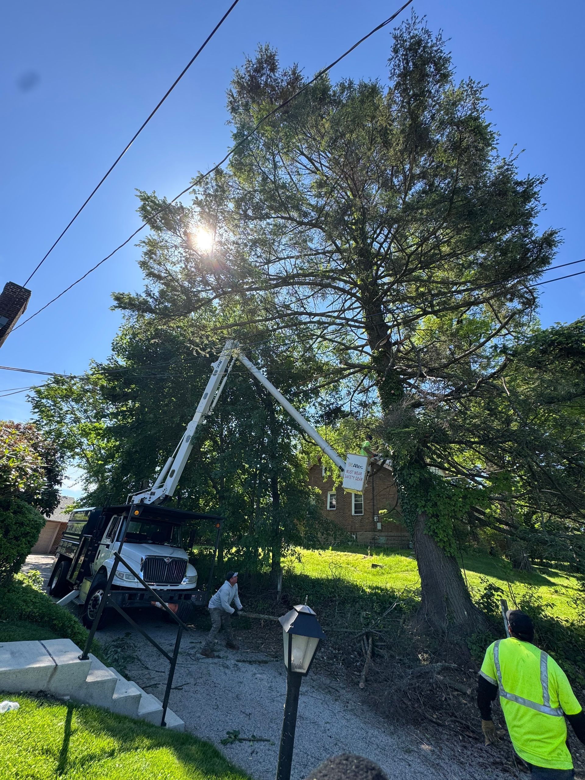 Workers trimming a large tree beside a house, with a truck and power lines nearby