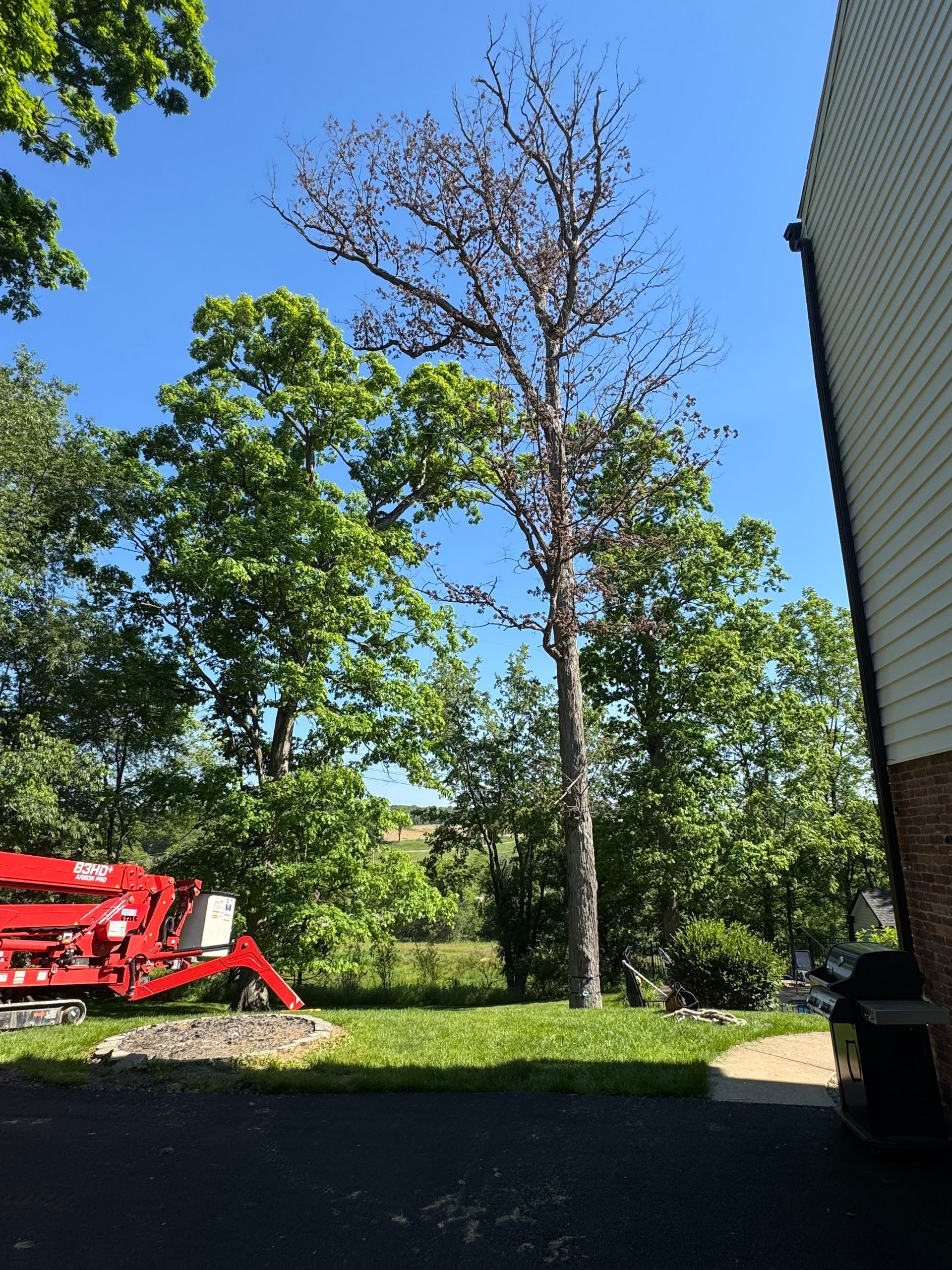 Tall leafless tree beside a green tree and red farm machinery in a sunny yard