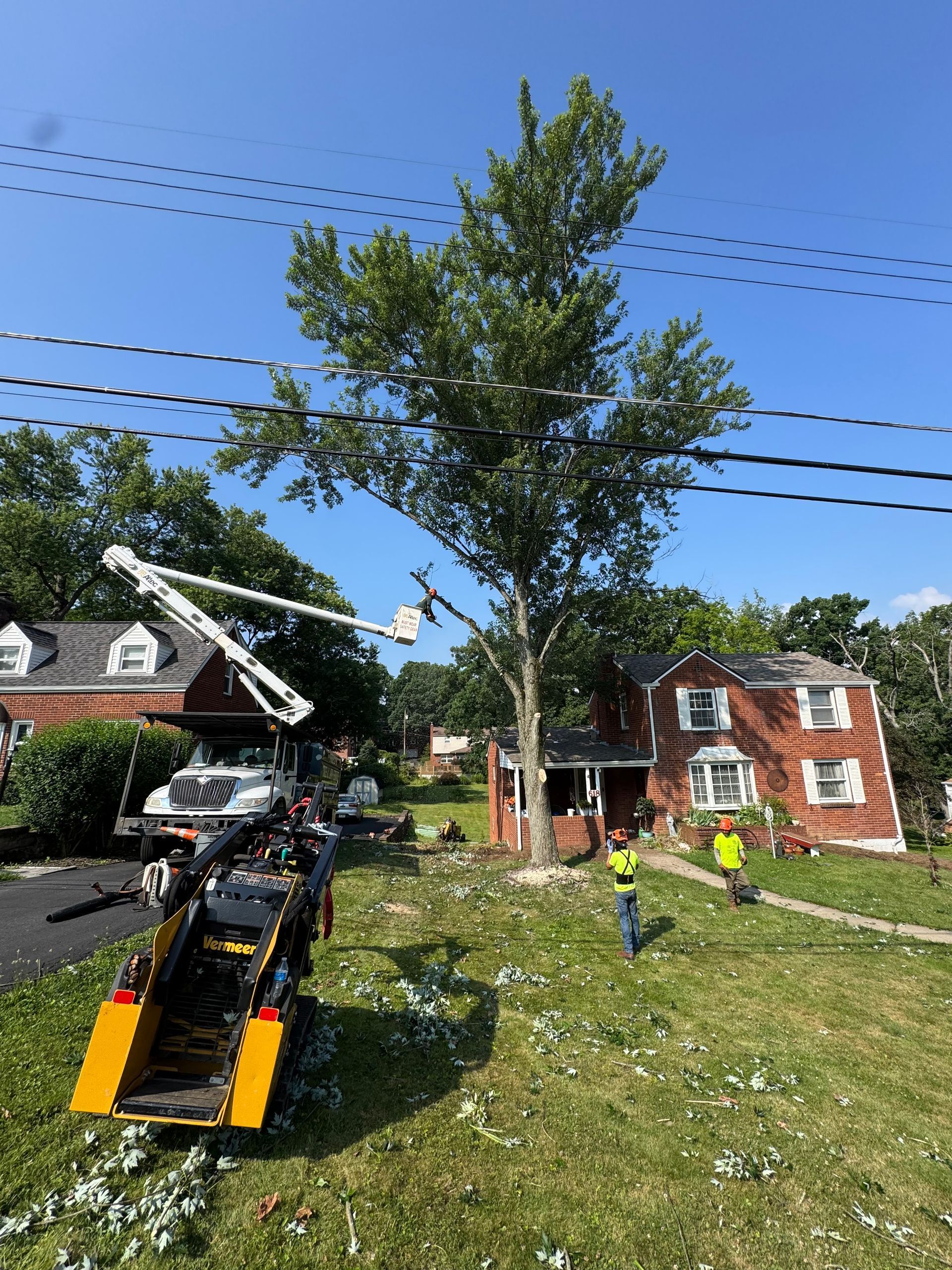 Roadside utility work with a bucket truck, workers, and a large tree in a residential yard