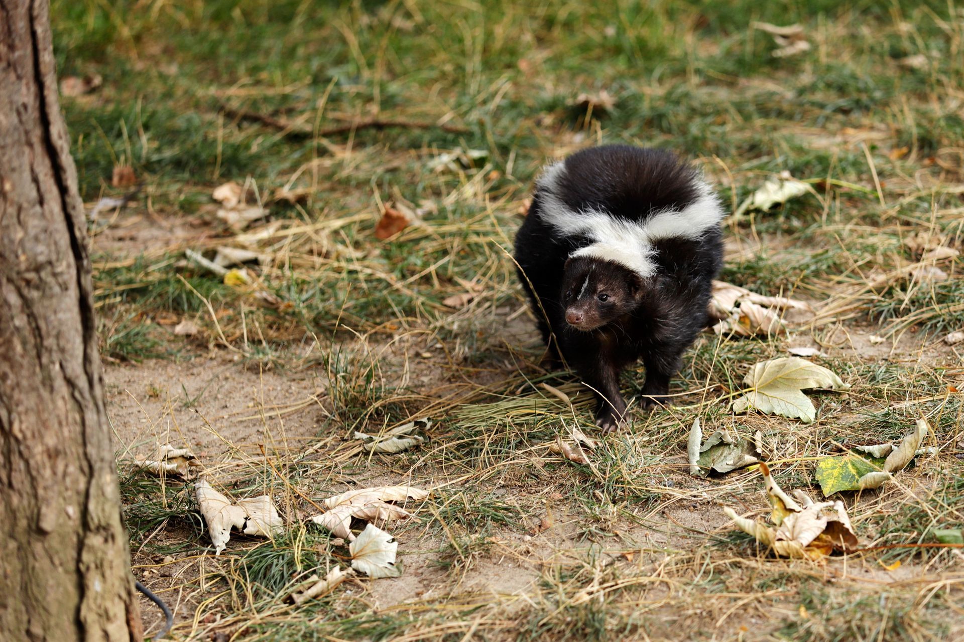home pest control services