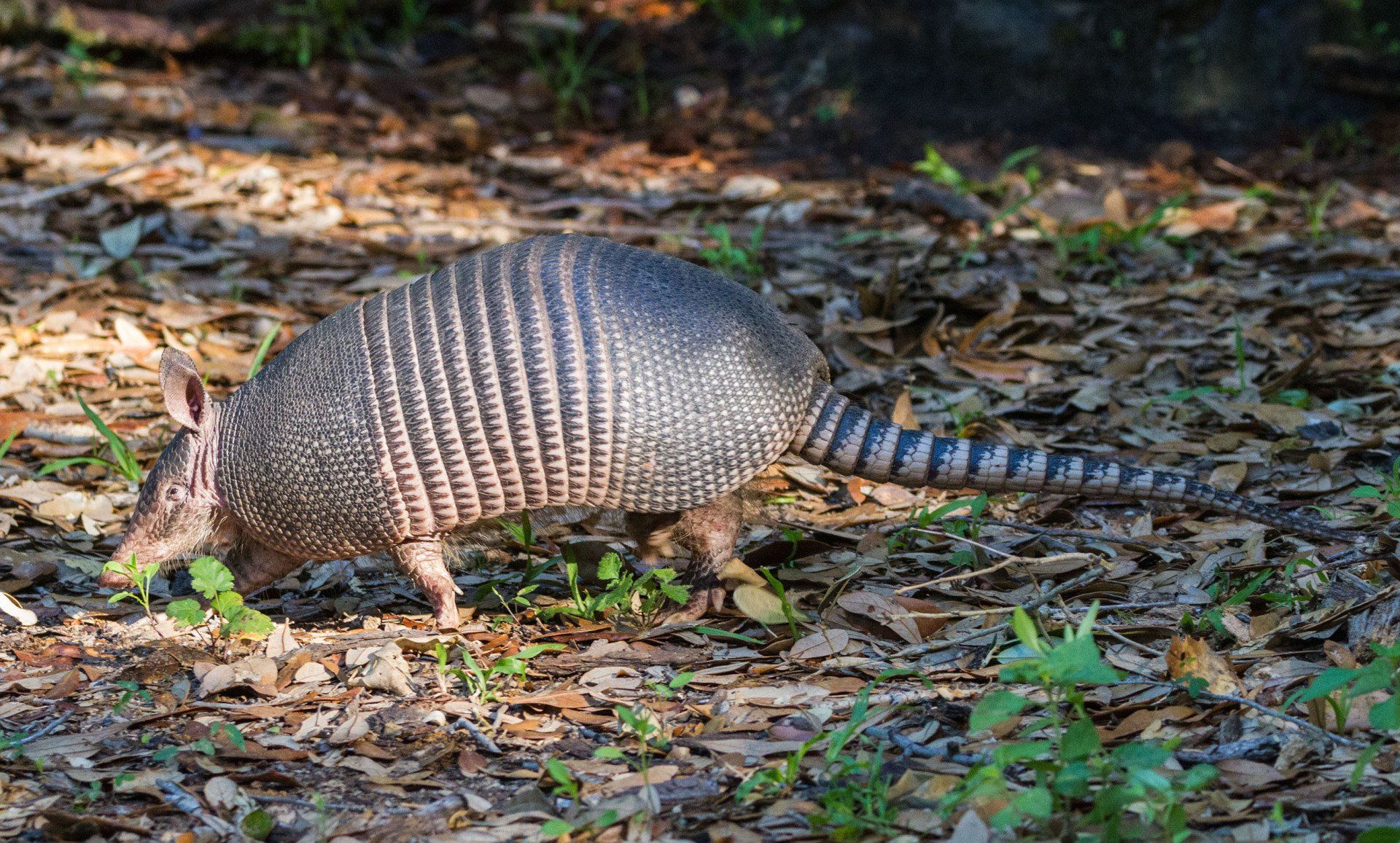 Armadillo