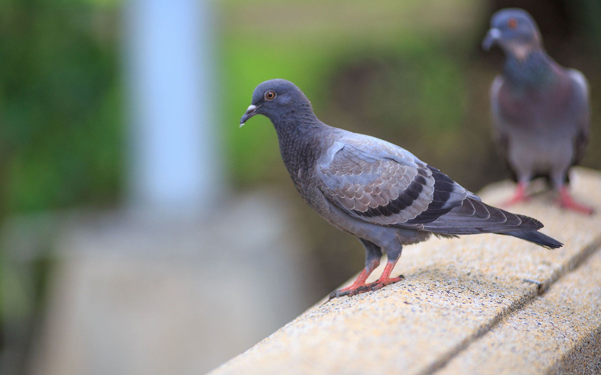 Pigeon