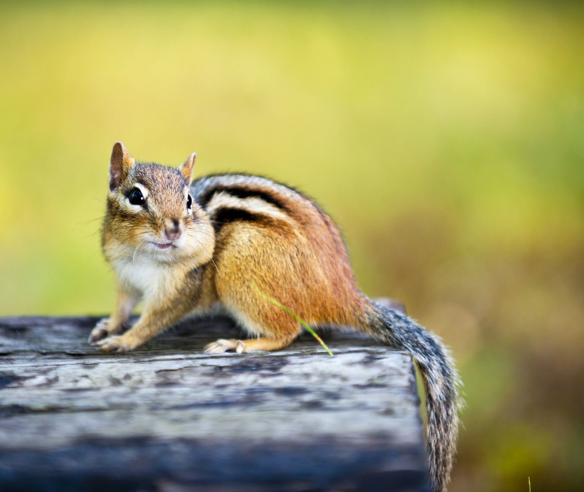 Chipmunk