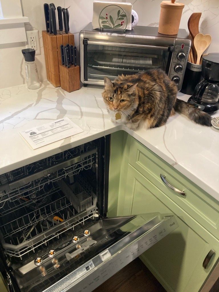 Cat perched on a kitchen counter near an open dishwasher. Kitchen is light green and white with various utensils.