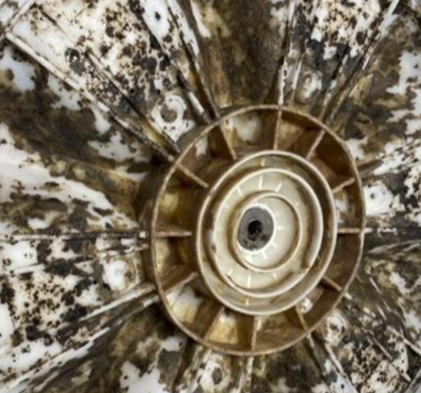 Close-up of a washing machine agitator covered in dark mold and debris.