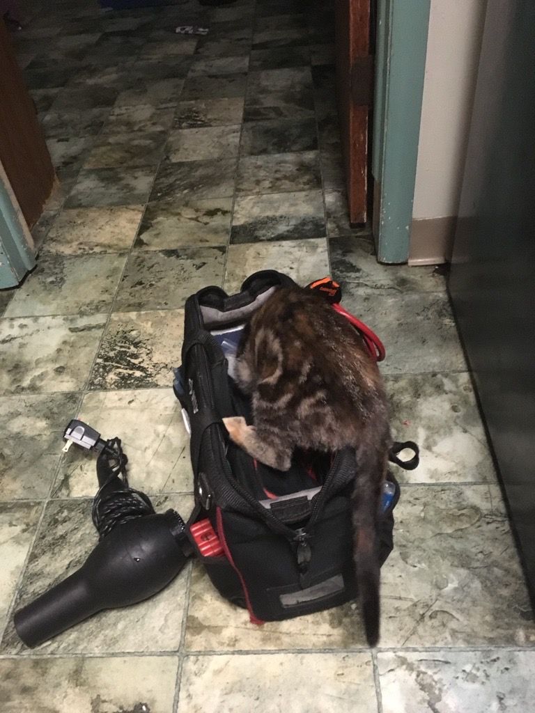 Cat inside a black backpack, exploring. A black hairdryer lies on the floor nearby.