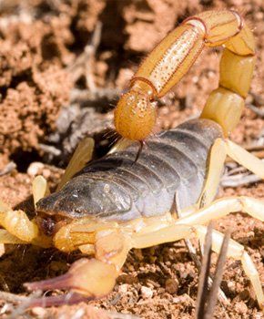 scorpion extermination Fleming Island FL