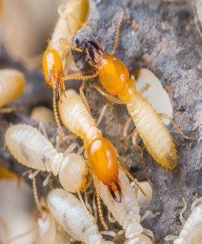Termites Fleming Island FL 32003