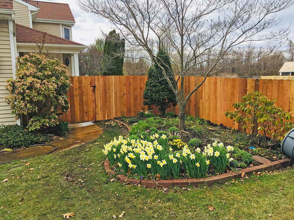 Wooden fence surrounds a garden with daffodils, a tree, and a house in the background.