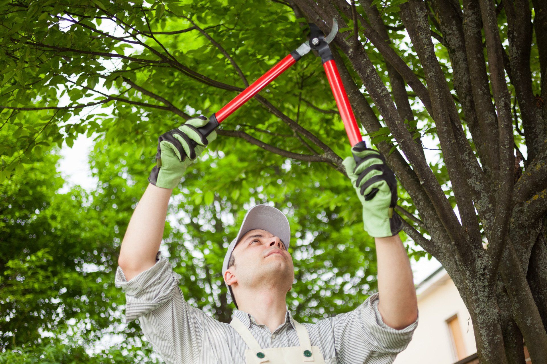 commercial tree trimmer