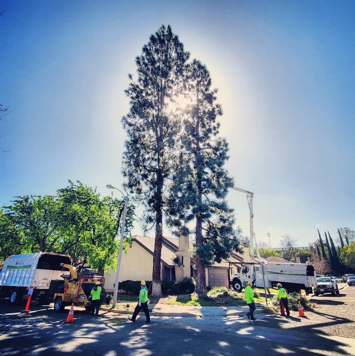 Tree checkup