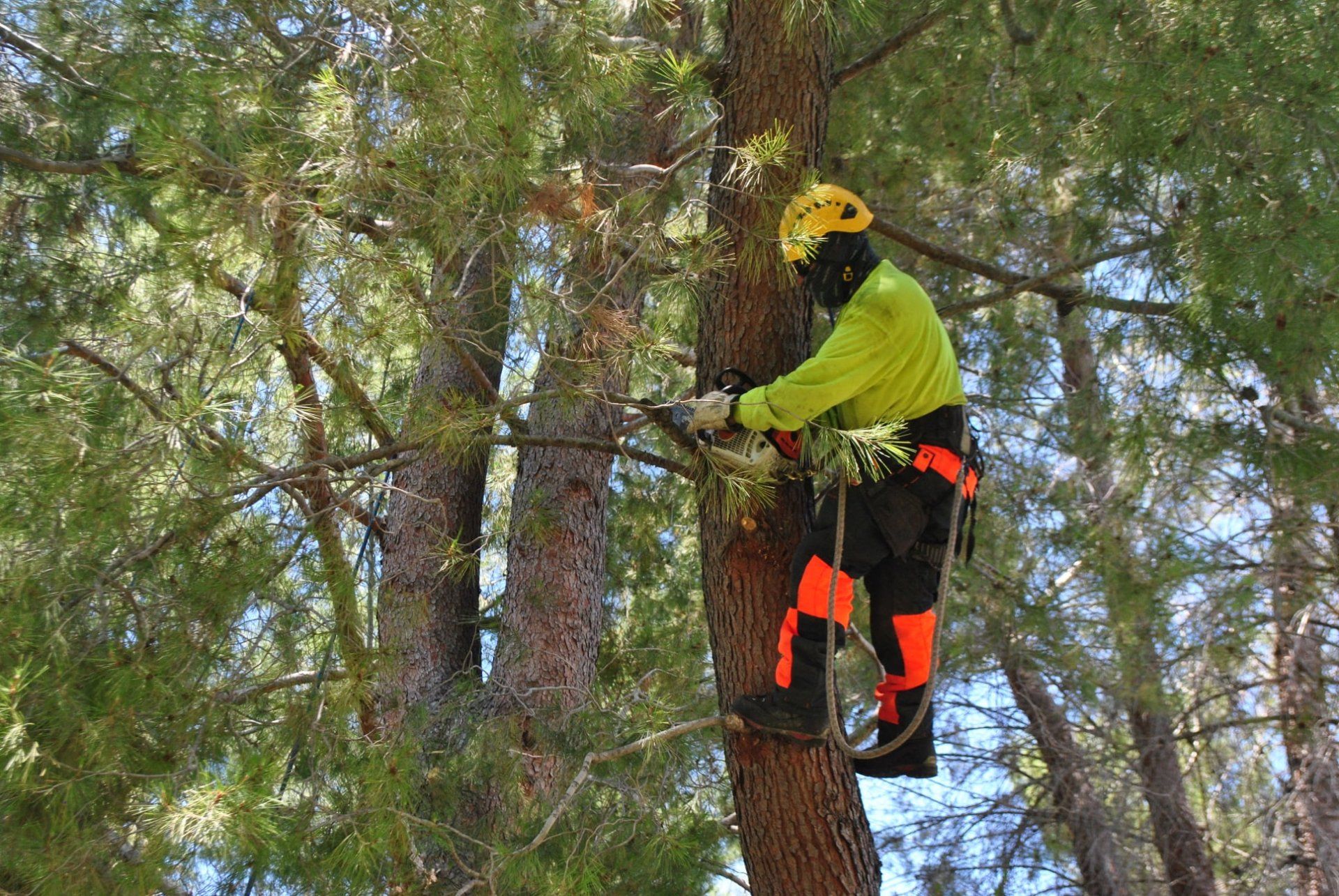 Tree removal