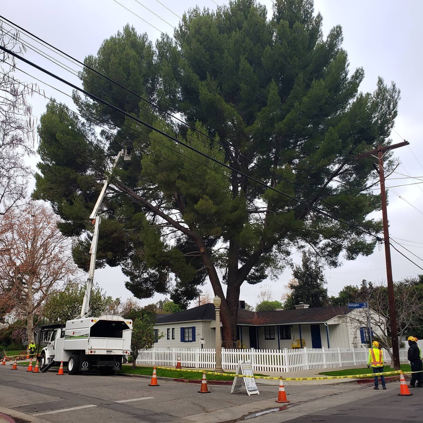 Tree trimming