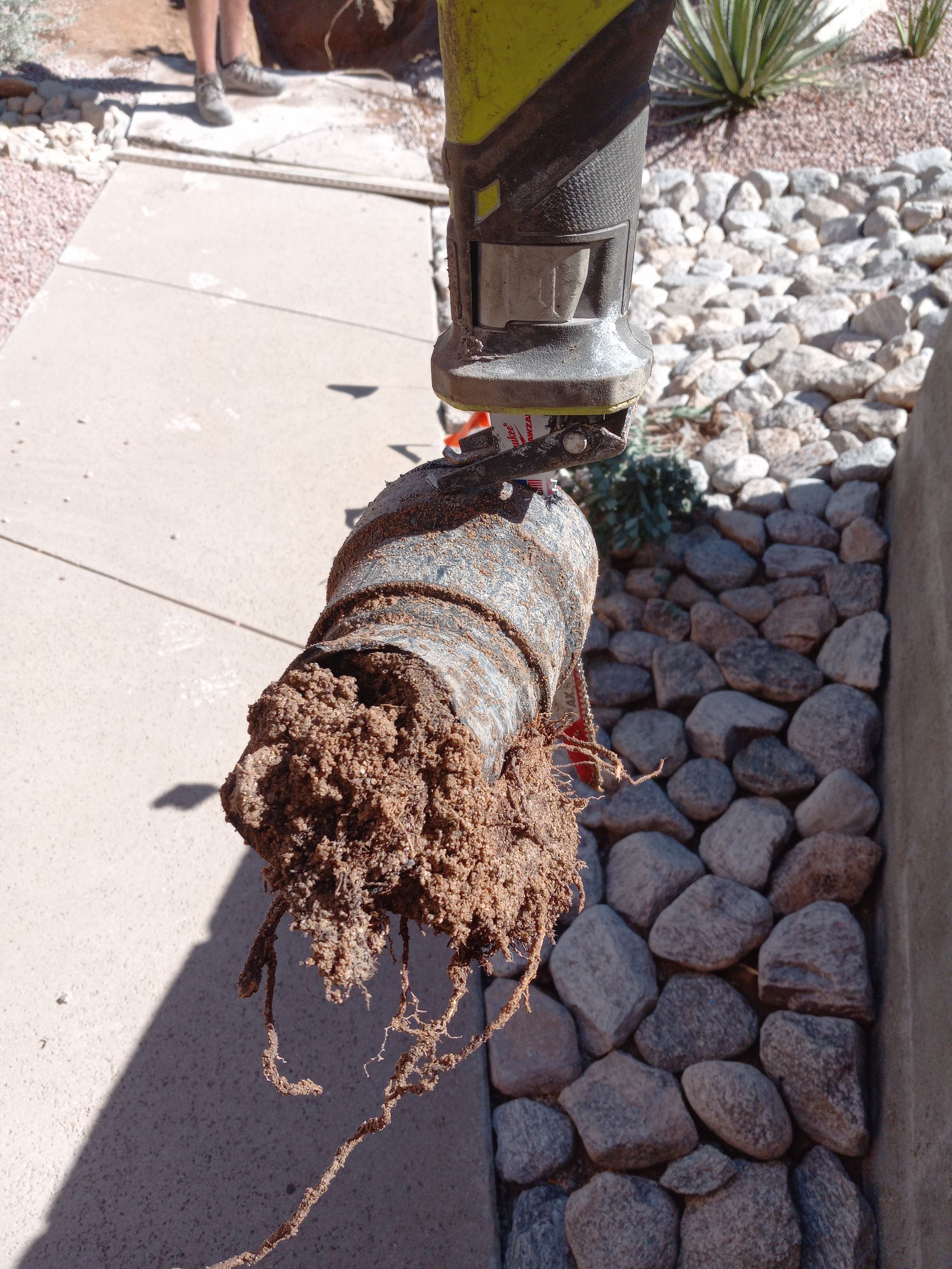 A large pipe with roots sticking out of it