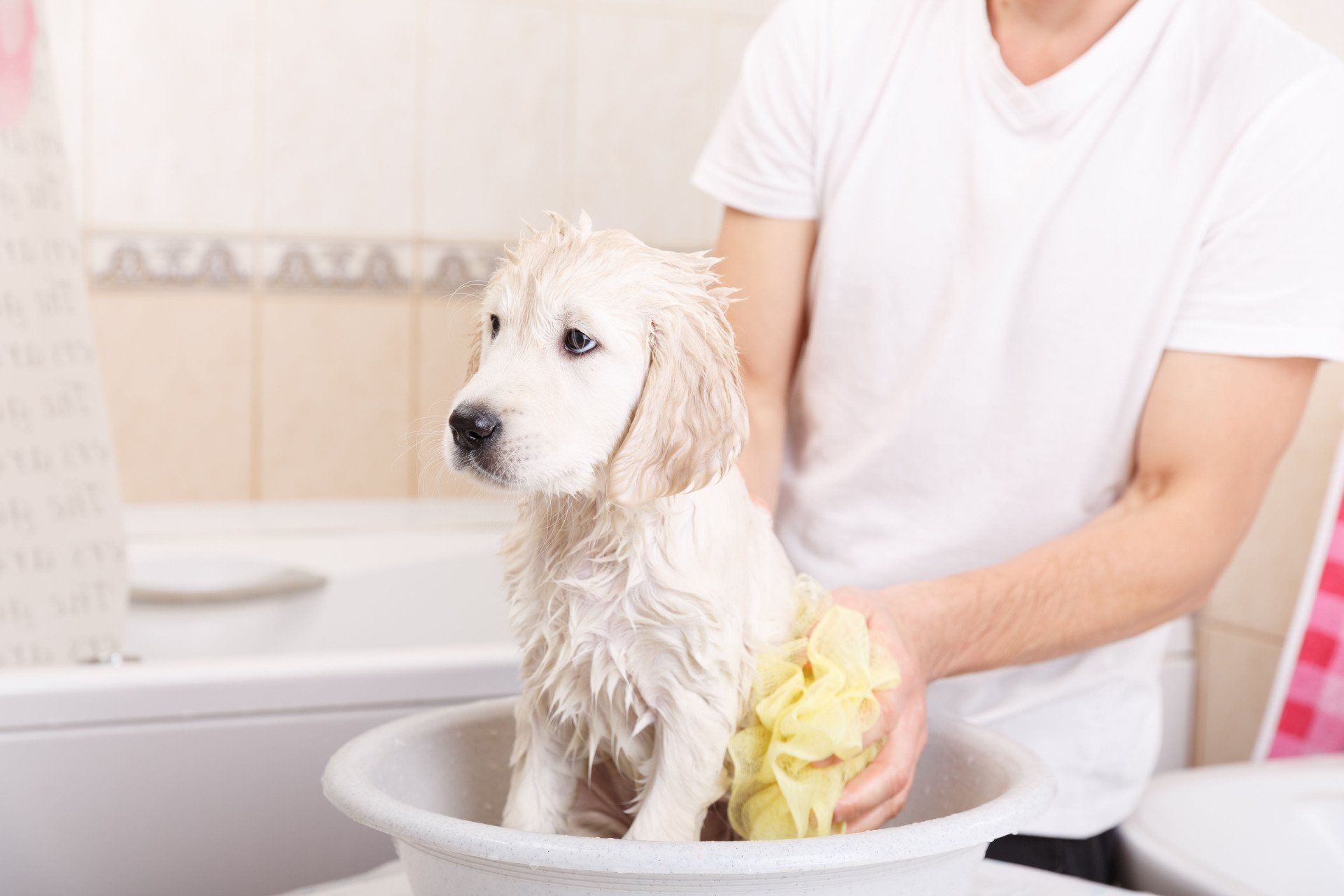 Golden retriever puppy taking a bath