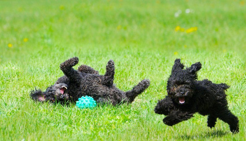 Two dog playing outside