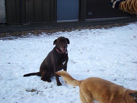 Enjoying Rockridge Kennels