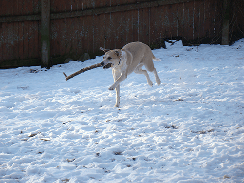 Playing with stick