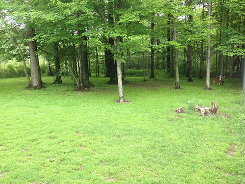 Rock Ridge Kennels back yard