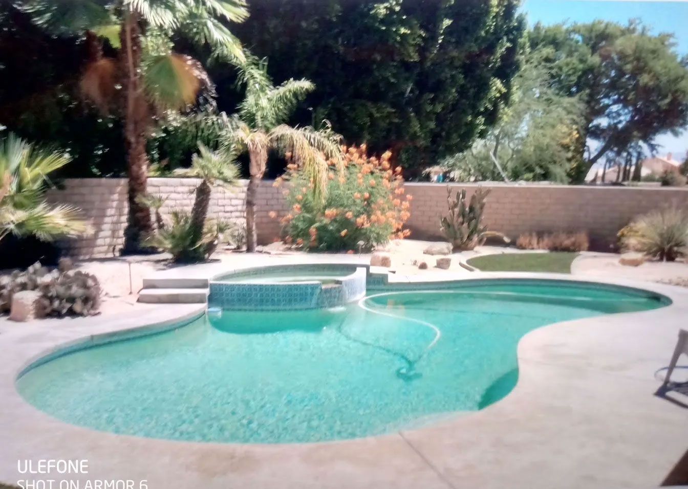 A large swimming pool is surrounded by palm trees