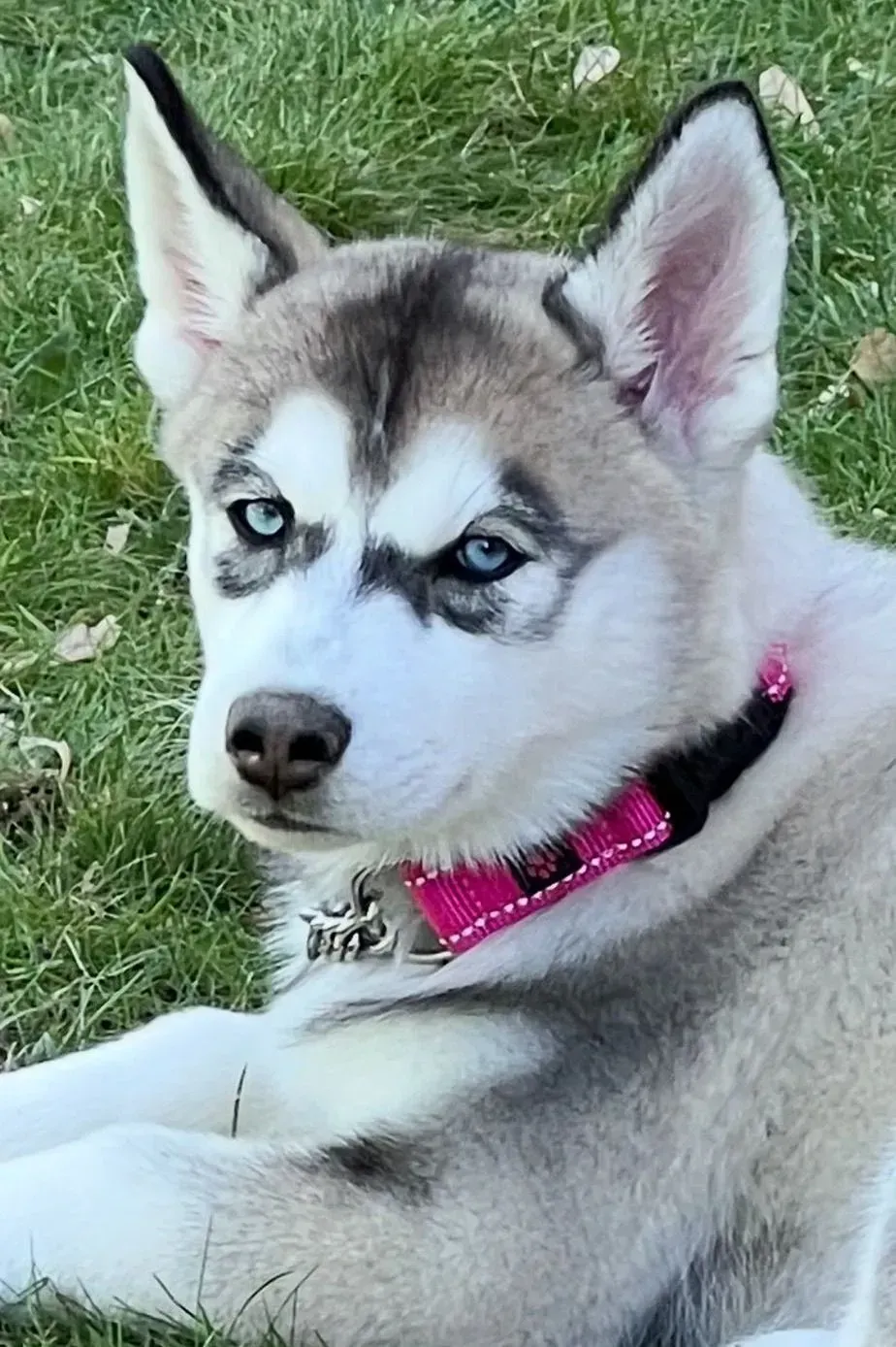 Keira Diller, Chief Cuteness Officer