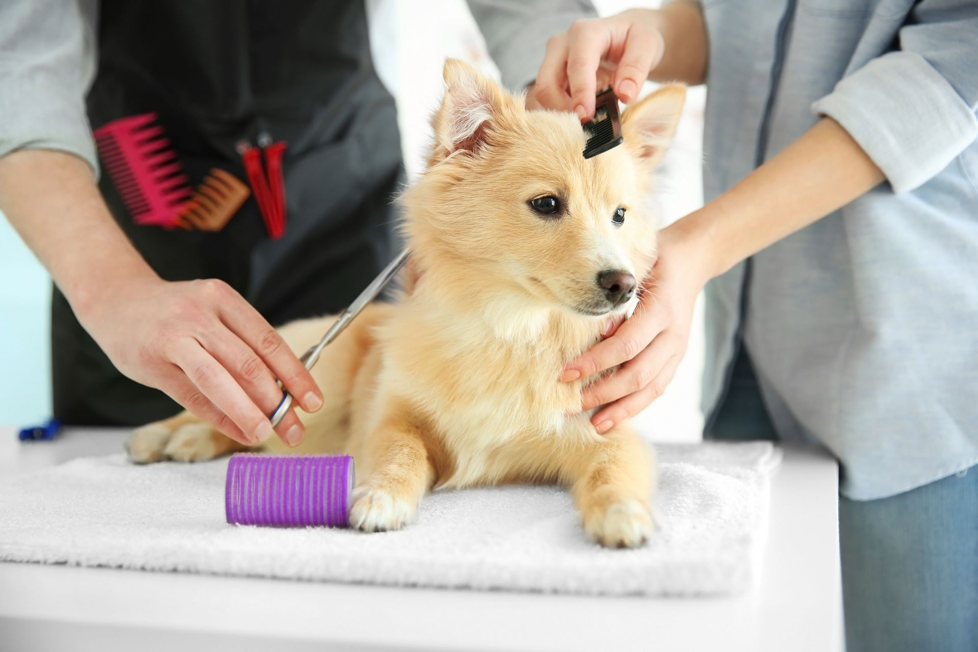pet boarding