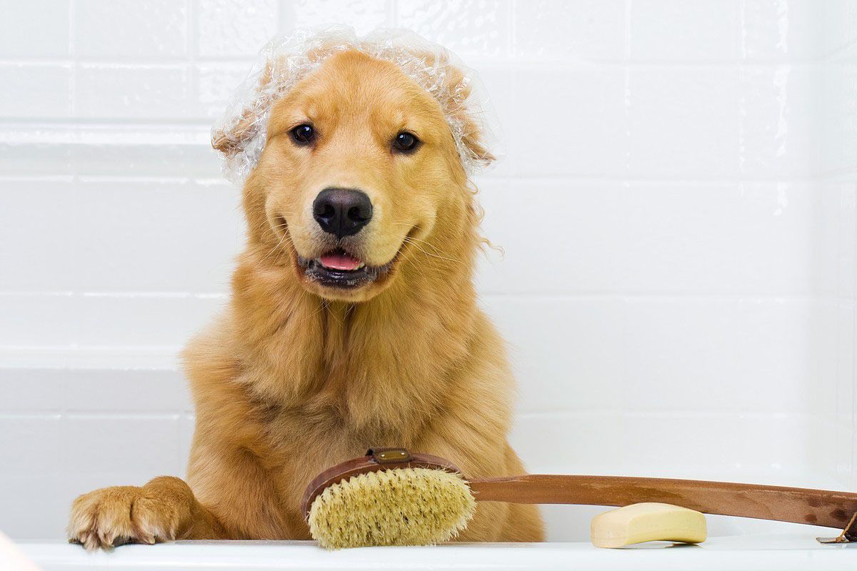 dog grooming service