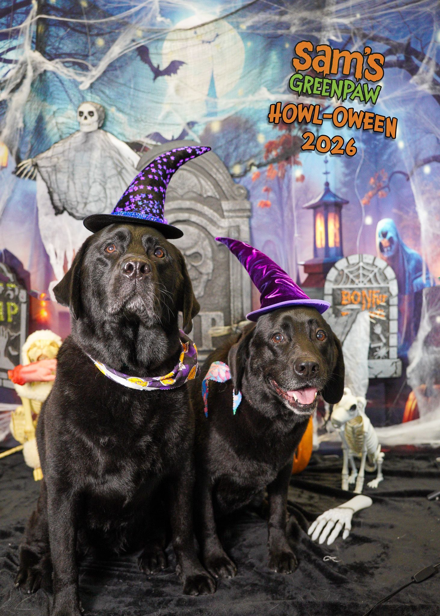 Two black dogs in purple witch hats pose in front of a Halloween graveyard display.