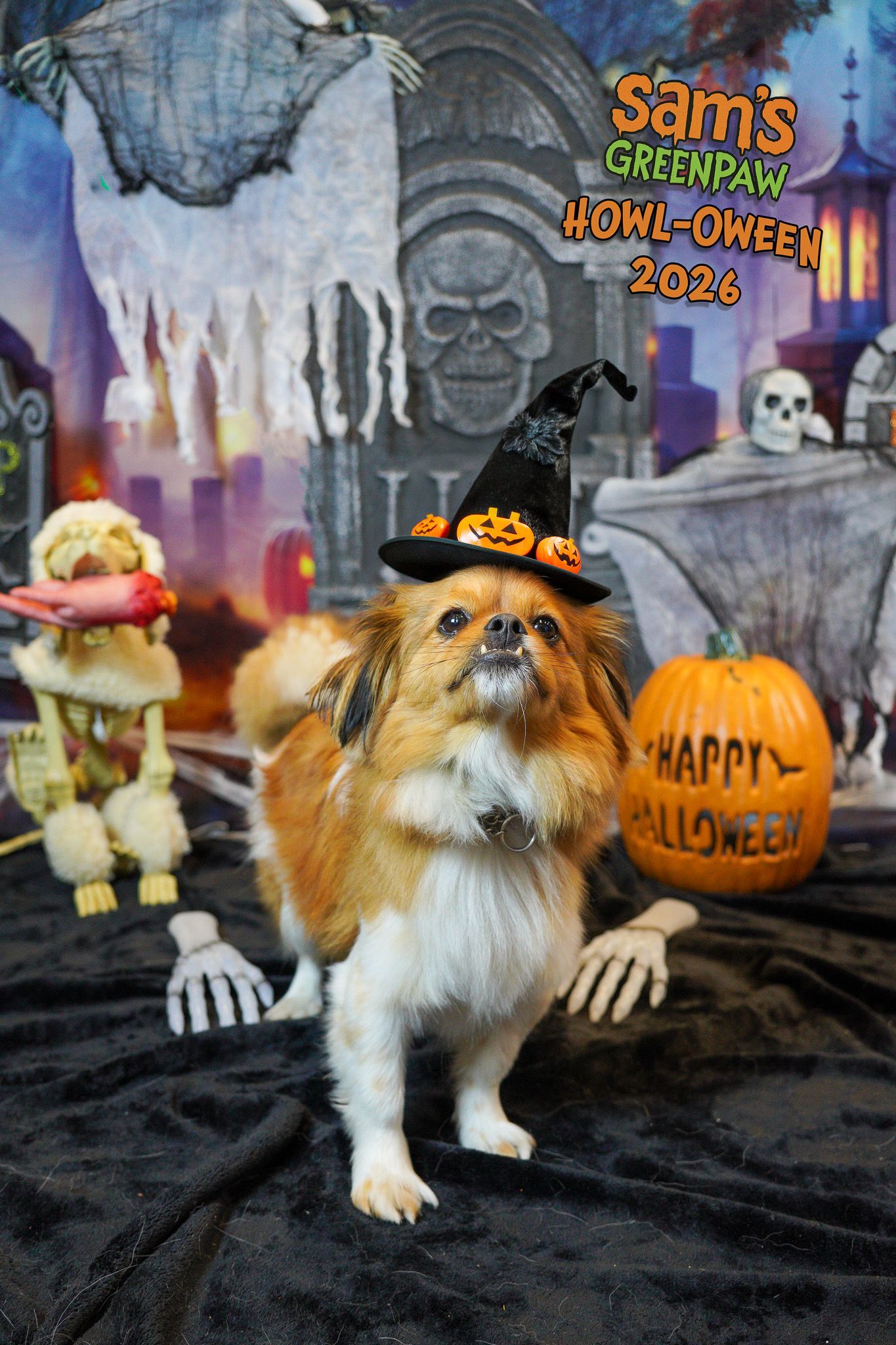 Small dog in a witch hat posing in front of Halloween decorations and pumpkins.