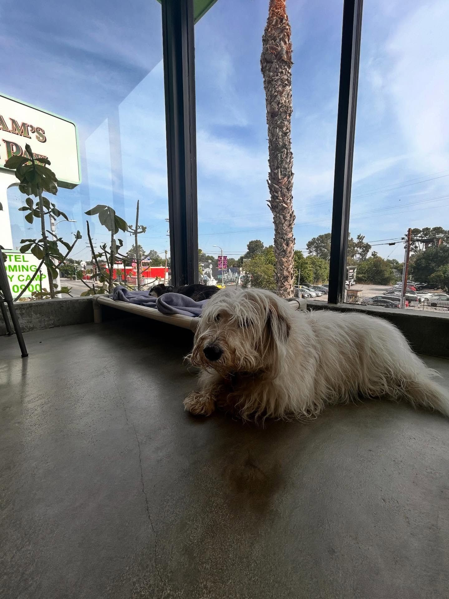 A shaggy, light-colored dog resting on a concrete porch under a clear sky with a palm tree in the background.
