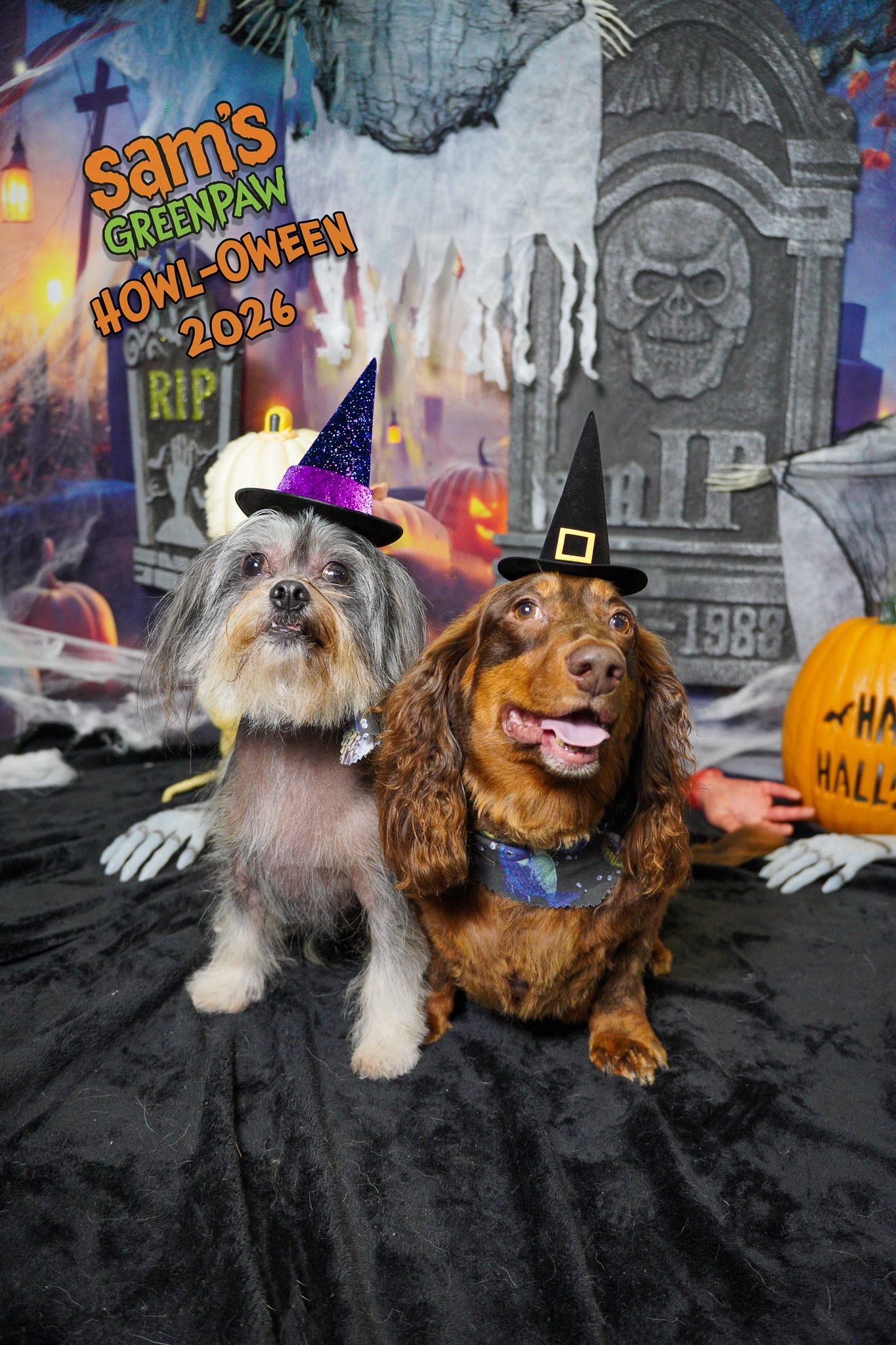 Two dogs in Halloween costumes posing in front of a spooky graveyard backdrop