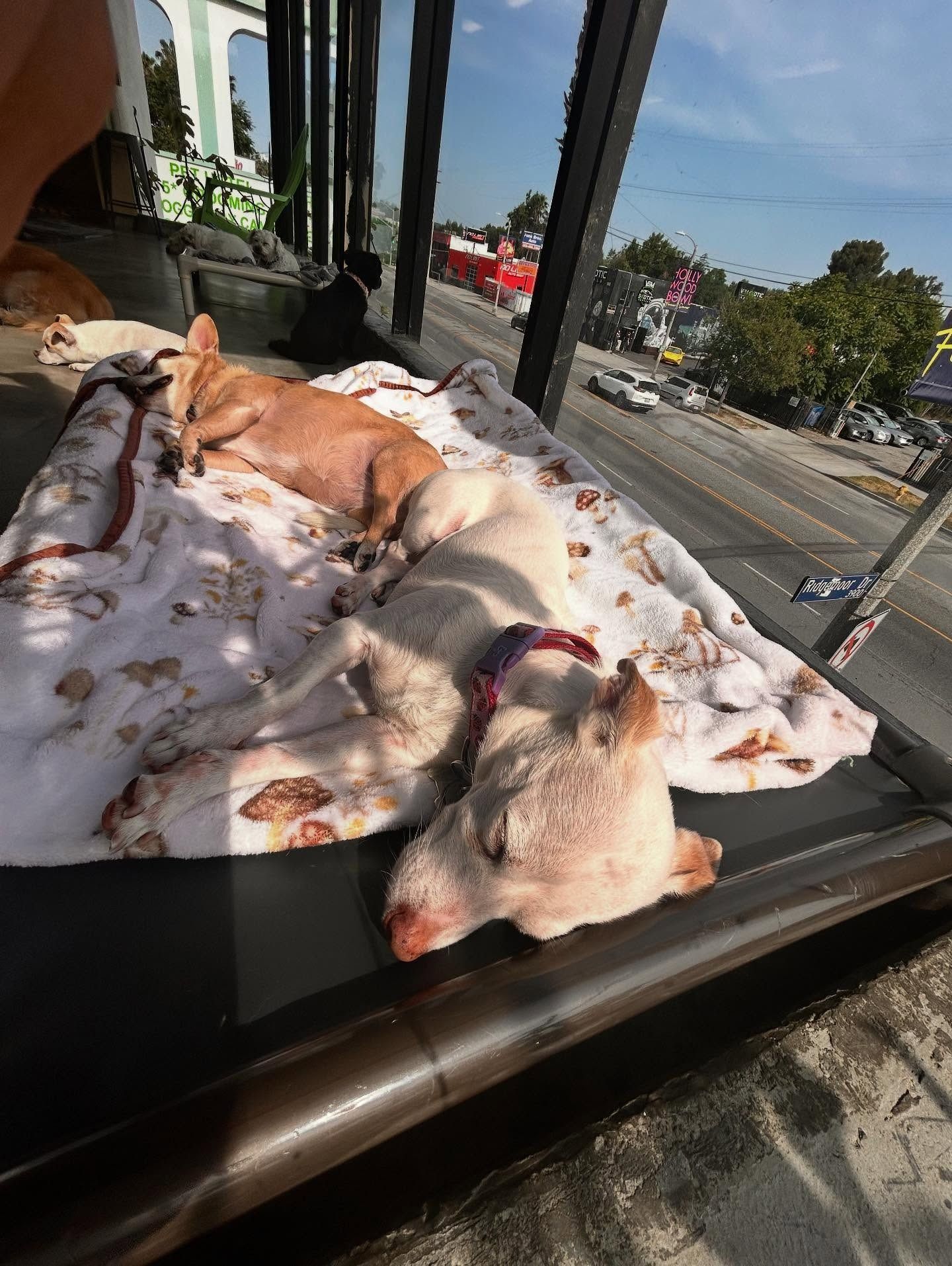 Two small dogs sleep side-by-side on a patterned blanket spread over a bus stop bench near a sunny city street.