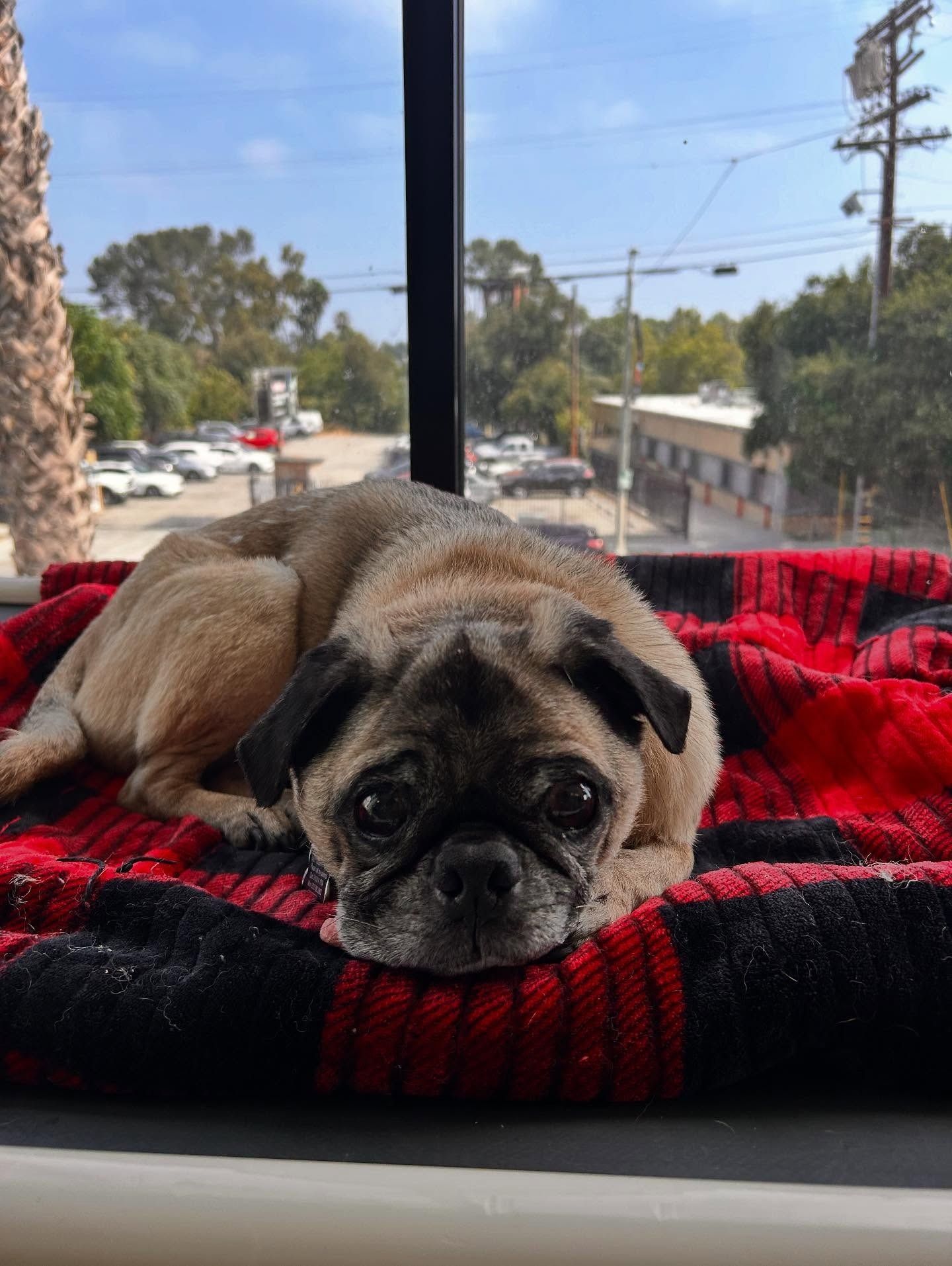 A tan pug with a black face resting on a red and black plaid blanket in front of a window overlooking a parking lot.